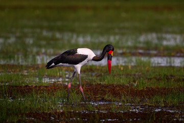 Okavango delta bird in water. Saddle-billed stork, or saddlebill, in nature habitat. Bird in the green grass during rain, Okavango delta, Botswana in Africa. Wildlife nature. Big black and white bird.