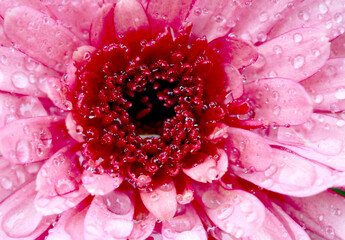 Close up of red chrysanthemum flower