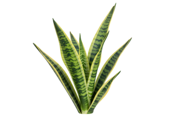 Vibrant Snake Plant Leaves Against Black Background for Design