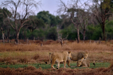 Lion pack pride catch the zebra near the Khwai river in Botswana. Lion with zebra kill carcass, feeding animal bahavior in the nature. Africa wildlife. Botswana grass forest landscape with lions.