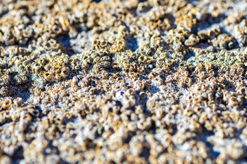 Abstract background of a barnacles cluster, macro
