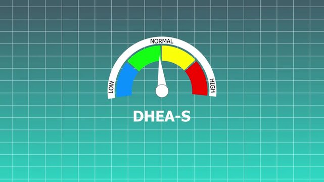 DHEA- S level indicator gauge with low normal and high zones on a white color Grid and cyan color background dhea-s dehydroepiandrosterone sulfate