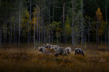 Brown bear mother with four cute young cubs in the autumn forest. Bear pup and female. Light animal in nature forest and meadow habitat. Wildlife scene from Finland near Russian border. Nature Europe.