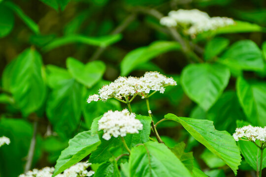 Viburnum wrightii, known as Wright&rsquo;s viburnum, a deciduous shrub with red and black berries, serrated leaves, and reddish young branches, found in Korean mountain forests. Photographed in Korea.