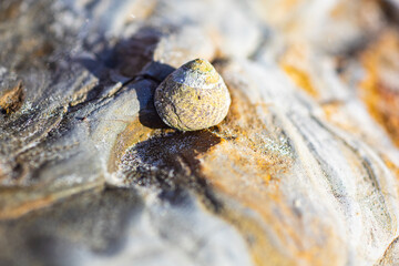 Abstract background of a seashell on a gray-yellow rock, macro
