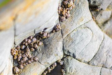 Cluster of barnacles on a grey rock surface, macro

