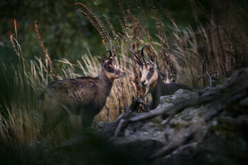 Czech wildlife. Chamois, Rupicapra rupicapra, on the rocky hill, forest in background, Studenec hill, Czech Republic. Wildlife scene with horn animal, Chamois. Forest landscape with animal.