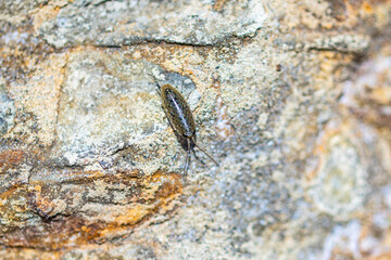 Ligia Oceanica on a yellow and grey cliff, macro
