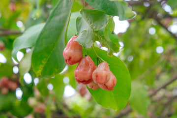 Fresh Cluster of Rose Apples on Green Leaves
