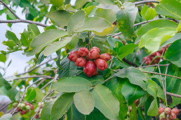 Ripe Red Rose Apples Hanging on a Tree Branch