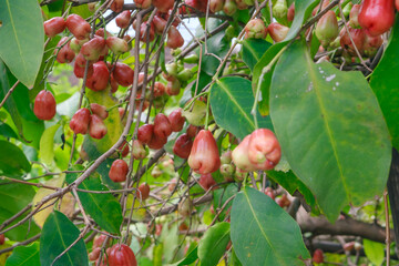 Abundant Ripe Rose Apples Hanging on Tree Branches