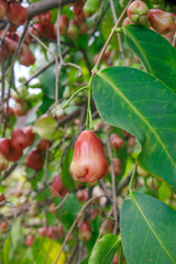 Fresh Rose Apple Hanging on Tree Branch