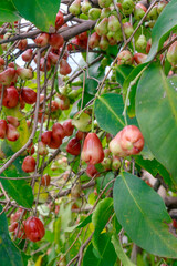 Ripe and Unripe Rose Apples Growing on Tree Branches