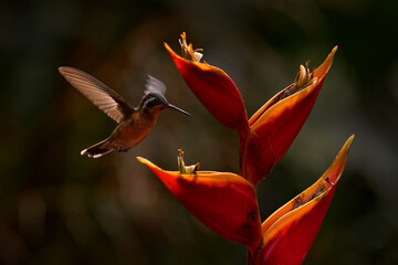 Tropic forest bloom with bird Female hummingbird purple-throated mountaingem, Lampornis calolaemus,...