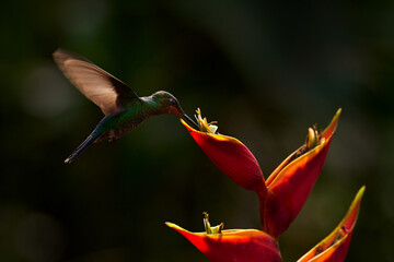 Obraz premium Costa Rica wildlife. Green-crowned Brilliant, Heliodoxa jacula, beautiful bloom. Heliconia red flower with green hummingbird, La Paz Waterfall Garden, Volcan Poas NP in Costa Rica. Bird sucking nectar