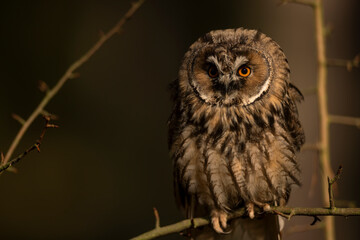 Close up of long-eared owl (Asio otus) watching by big eyes and sitting on branch deep in crown. Wildlife tranquil portrait shot of bird in natural habitat background during dusk.