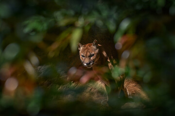 Puma concolor, known as the mountain lion, panther, in green vegetation, Costa Rica. Wildlife scene from nature. Dangerous Cougar sitting in the green forest with rock, beautiful back light.