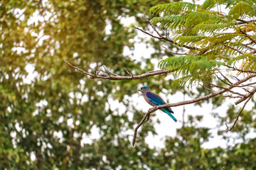Close-up of a colorful Indian roller (Coracias benghalensis) in natural habitat — displays stunning blue plumage against soft green bokeh, perfect for branding or eco-content.