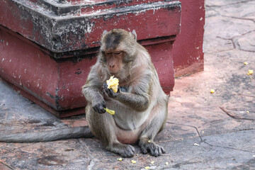 Powerful adult macaque (Macaca fascicularis) feasts on corn in urban setting — intense expression and natural dominance make this a compelling wildlife moment for storytelling.