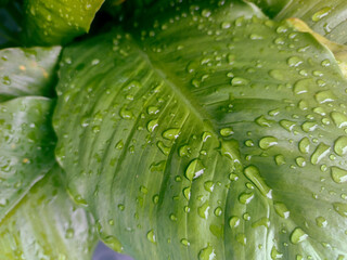 Fresh green leaf covered with raindrops after rain. Close-up macro shot showing natural texture and water droplets on tropical foliage, symbolizing freshness, purity, and nature.