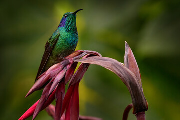 Obraz premium Lesser violetear, Colibri cyanotus, blue and green hummingbird sitting on the red tropic flower in the forest, Talamanca, Costa Rica. Mountain violet-ear bird in nature, wildlife.
