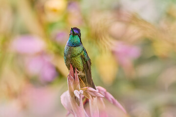 Obraz premium Talamanca hummingbird, Eugenes spectabilis, flying next to beautiful orange flower with green forest in the background, Savegre mountains, Costa Rica. Costa Rica nature. Bird fly in wildlife.