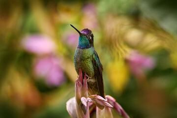 Obraz premium Talamanca hummingbird, Eugenes spectabilis, flying next to beautiful orange flower with green forest in the background, Savegre mountains, Costa Rica. Costa Rica nature. Bird fly in wildlife.