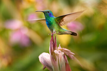 Obraz premium Lesser violetear, Colibri cyanotus, blue and green hummingbird sitting on the red tropic flower in the forest, Talamanca, Costa Rica. Mountain violet-ear bird in nature, wildlife.