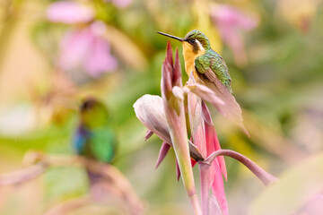 Obraz premium Blue and white small bird from mountain cloud forest in Costa Rica. White-throated Mountain-gem, Lampornis castaneoventris, hummingbird from Costa Rica.