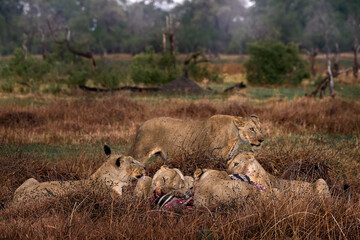 Lion pack pride catch the zebra near the Khwai river in Botswana. Lion with zebra kill carcass, feeding animal bahavior in the nature. Africa wildlife. Botswana grass forest landscape with lions.