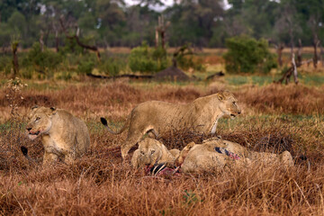 Lion pack pride catch the zebra near the Khwai river in Botswana. Lion with zebra kill carcass, feeding animal bahavior in the nature. Africa wildlife. Botswana grass forest landscape with lions.