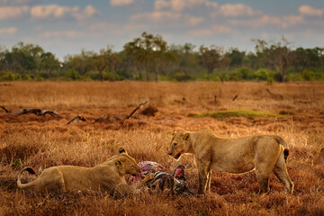 Lion pack pride catch the zebra near the Khwai river in Botswana. Lion with zebra kill carcass, feeding animal bahavior in the nature. Africa wildlife. Botswana grass forest landscape with lions.