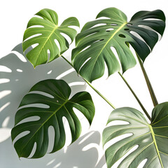 Realistic monstera leaf shadow overlay with soft sunlit edges