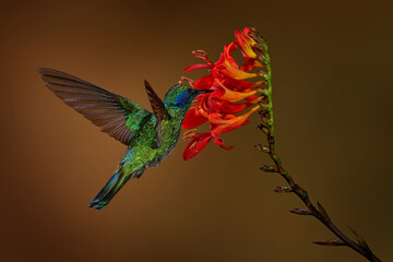 Obraz premium Tropic wildlife. Lesser violetear, Colibri cyanotus, blue and green hummingbird sitting on the red tropic flower in the forest, Talamanca, Costa Rica. Mountain violet-ear bird in nature, wildlife.