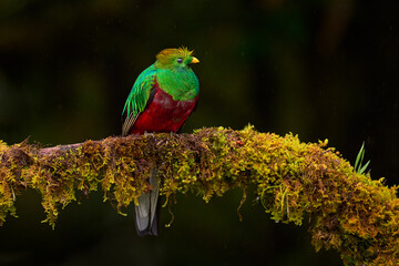 Tropic wildlife, bird flight. Resplendent Quetzal. Resplendent Quetzal, Pharomachrus mocinno, from Costa Rica with green forest background. Tropic bird. Magnificent sacred green bird, nature jungle.