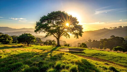 Solitary Majestic Oak Tree Bathed in Golden Sunset Light on a Lush Green Grassy Hillside with Distant Hazy Mountains and a Wooden Bench