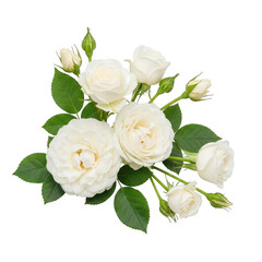 Delicate white english roses with green leaves isolated transparent background