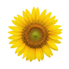 Fototapeta premium Vibrant yellow sunflower blossom full bloom isolated detailed petals transparent background