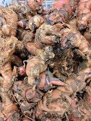 fresh galangal displayed on the market