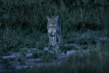 Africa wildlife. African wildcat, Felis lybica. Wild animal in nature habitat, grass meadow, Nxai Pan National Park, Botswana, Africa. Night animal in the dark evening. Safari in Afrca. Rare cat.