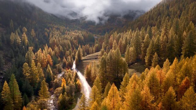 autumn drone landscape in the Dolomite Alps, Italy, breathtaking autumn golden forest of larch trees in the Dolomites, winding road in the fall forest 