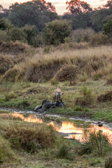 A spotted hyena, Crocuta crocuta, scavenges meat from a rotting wildebeest carcass on the banks of the Mara River, Kenya, at sunrise. A hamerkop bird can be seen in the foreground.