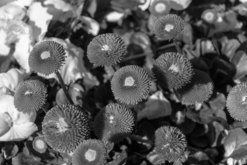 Black and white Bellis perennis (Red English Daisy) flower closeup © ShakedN