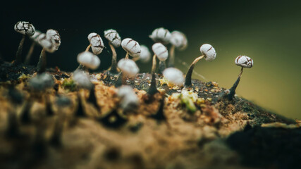Stemonitis slime mold fruiting bodies growing on wood