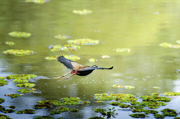 A beautiful bird in flight over a tranquil pond with lily pads