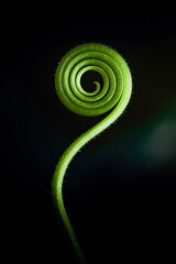 Close-up of a vibrant green plant tendril spiraling against a dark background © Pawich Sattalerd