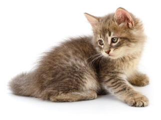 Gray fluffy kitten isolated on white background close up