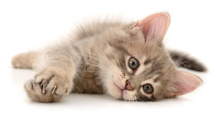 Cute gray kitten lying on white background