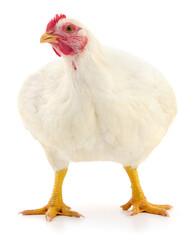 White broiler chicken isolated on white background full body close up