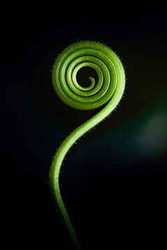 Close-up of a vibrant green plant tendril spiraling against a dark background